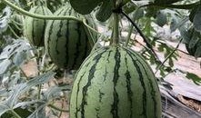 西双版纳网红吃瓜,揭秘热带风情下的美食诱惑