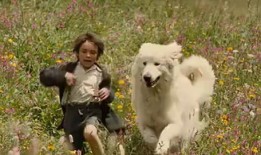 灵犬雪莉在线观看,忠诚守护，温暖心灵