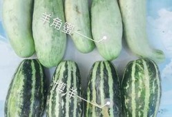 西双版纳网红吃瓜,揭秘热带风情下的美食诱惑