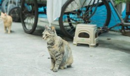 娱乐718吃瓜速看天气,吃瓜速看，天气与娱乐圈的奇妙碰撞