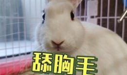 抖音网红吃瓜羊,揭秘娱乐圈幕后故事