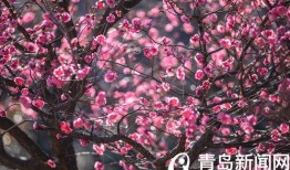 十梅庵今日爆料最新消息,今日最新爆料震撼来袭！