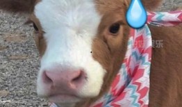 抖音网红吃瓜羊,揭秘娱乐圈幕后故事