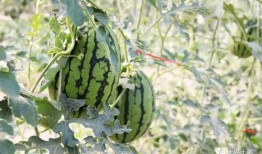 最新热门网红吃瓜,揭秘娱乐圈最新热点事件