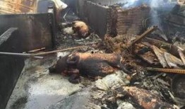 成都养猪场爆料视频曝光,揭开养殖黑幕